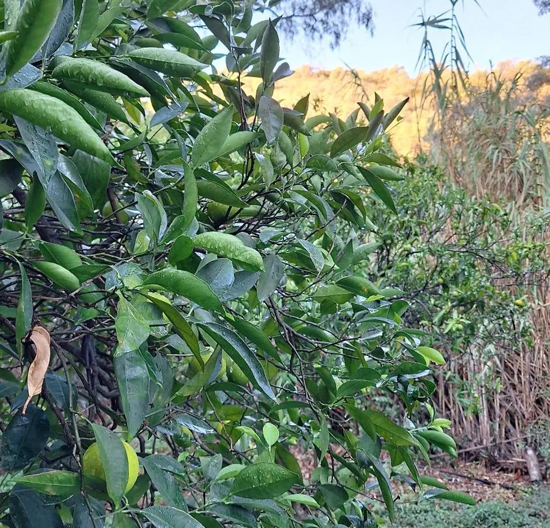 Finca El Agua Da Vida Comares 0*,