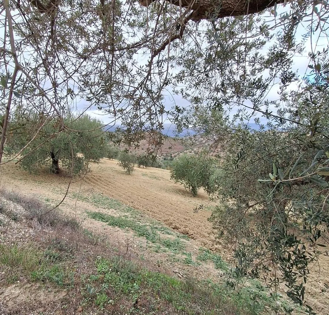 Finca El Agua Da Vida Comares