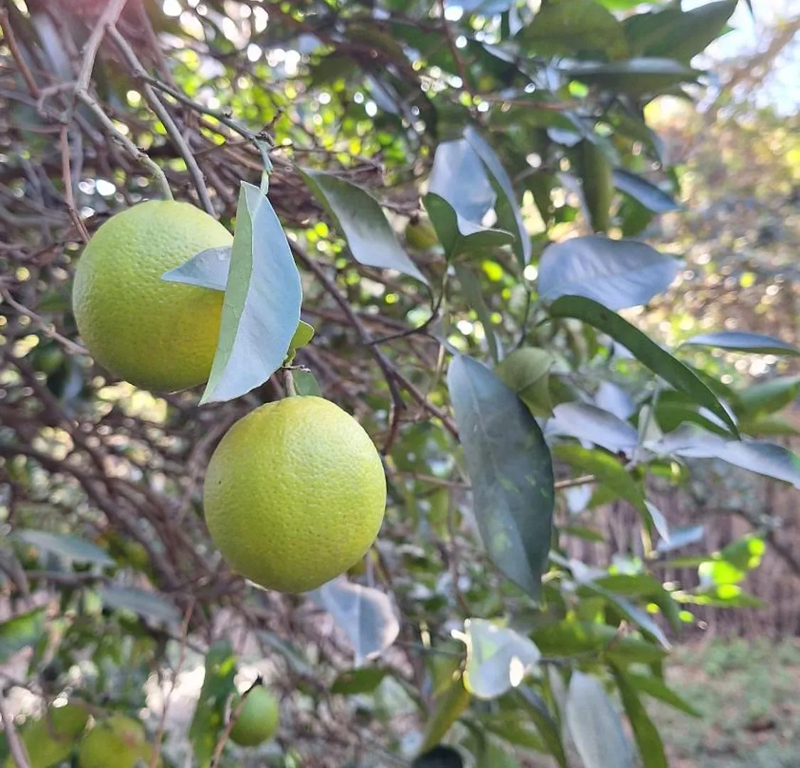 Finca El Agua Da Vida Comares 0*,  Spain